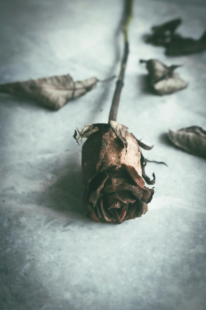 A close-up shot of a dried rose on a textured surface, evoking a sense of nostalgia.